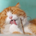 プレミアムキャットフード専門店【tama-たまのおねだり】のたっぷり１０アイテム入った『お試しセット』を愛猫のために買ってみた！