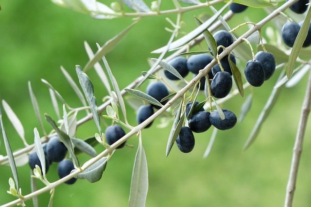 bach-flowerremedies-olive