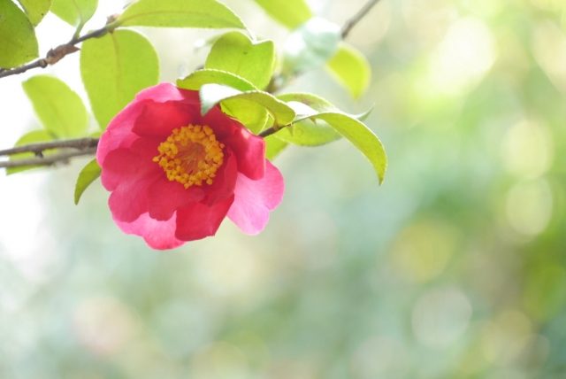 toshima-shimatsubaki-camellia-oil-2