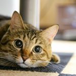 【SPORT PET】のキャッチ ミーイフ ユーキャンを愛猫へプレゼント